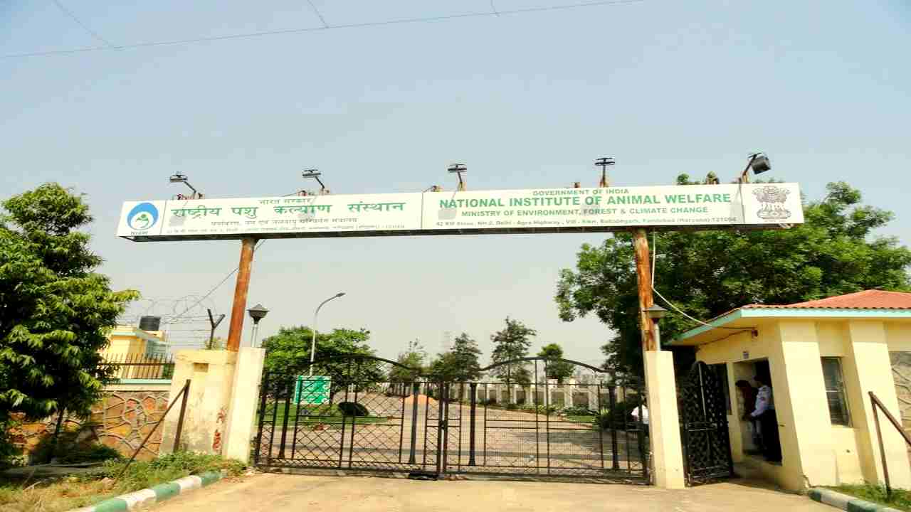 Animal Welfare Board Ballabhgarh Vacancy 2026